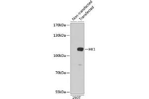 Western blot analysis of extracts of 293T cells, using HK1 antibody (ABIN6134567 and ABIN6141799). (Hexokinase 1 antibody)