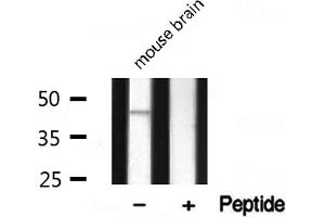 Western blot analysis on mouse brain lysate using DLX3 Antibody (DLX3 antibody  (Internal Region))