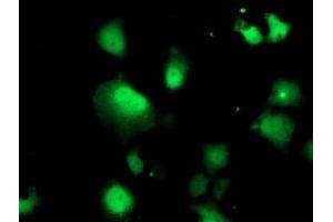 Anti-DTYMK mouse monoclonal antibody (ABIN2454999) immunofluorescent staining of COS7 cells transiently transfected by pCMV6-ENTRY DTYMK (RC201228). (DTYMK antibody)