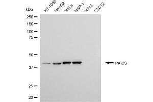Western blotting analysis using PAICS antibody (ABIN7799832). (PAICS antibody)