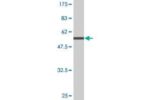 Western Blot detection against Immunogen (53. (NXPH3 antibody  (AA 1-252))