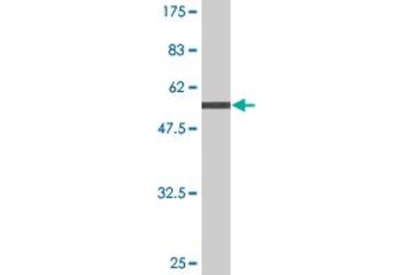 NXPH3 antibody  (AA 1-252)
