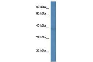 Image no. 1 for anti-beta-1,3-N-Acetylgalactosaminyltransferase 1 (B3GALNT1) (AA 204-253) antibody (ABIN6746248) (B3GALNT1 antibody  (AA 204-253))