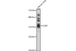 Western blot analysis of extracts of Mouse lung, using CCR7 antibody (ABIN7266310) at 1:1000 dilution. (CCR7 antibody  (AA 1-100))
