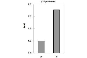Chromatin Immunoprecipitation (ChIP) image for anti-Tumor Protein P53 (TP53) antibody (ABIN2855525)