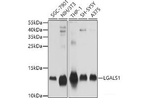 Western blot analysis of extracts of various cell lines using LGALS1 Polyclonal Antibody at dilution of 1:1000. (LGALS1/Galectin 1 antibody)