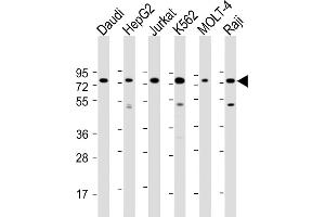 All lanes : Anti-BPC3 Antibody (N-Term) at 1:2000 dilution Lane 1: Daudi whole cell lysate Lane 2: HepG2 whole cell lysate Lane 3: Jurkat whole cell lysate Lane 4: K562 whole cell lysate Lane 5: MOLT-4 whole cell lysate Lane 5: Raji whole cell lysate Lysates/proteins at 20 μg per lane. (PABPC3 antibody  (AA 84-117))