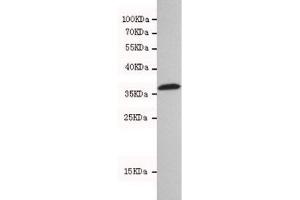 Western blot testing of human 293T cell lysate with HtrA2 antibody at 1:500. (HTRA2 antibody)
