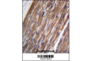 FBLIM1 Antibody immunohistochemistry analysis in formalin fixed and paraffin embedded human heart tissue followed by peroxidase conjugation of the secondary antibody and DAB staining. (FBLIM1 antibody  (C-Term))
