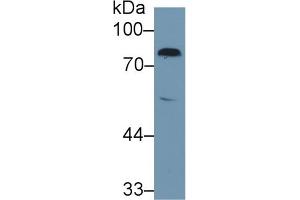 Western blot analysis of Rat Serum, using Rat F2 Antibody (1 µg/ml) and HRP-conjugated Goat Anti-Rabbit antibody (