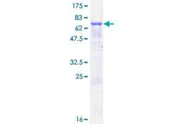 AP3M2 Protein (AA 1-418) (GST tag)