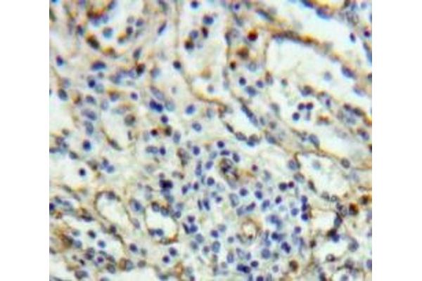SELPLG antibody  (AA 94-345)