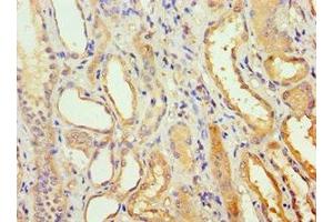 Immunohistochemistry of paraffin-embedded human kidney tissue using ABIN7142020 at dilution of 1:100