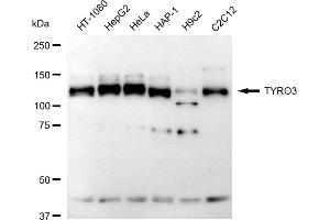 anti-TYRO3 Protein Tyrosine Kinase (TYRO3) antibody