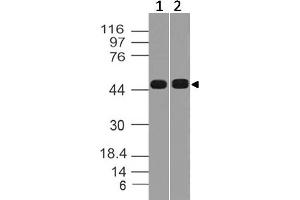 Image no. 1 for anti-SRY (Sex Determining Region Y)-Box 17 (SOX17) (AA 100-305) antibody (ABIN5027654) (SOX17 antibody  (AA 100-305))