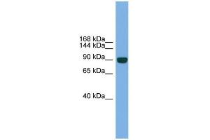 WB Suggested Anti-Npas2 Antibody Titration:  0. (NPAS2 antibody  (Middle Region))