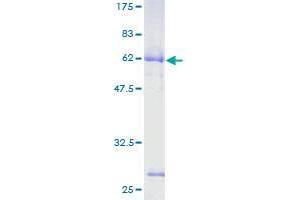 ASPHD2 Protein (AA 1-343) (GST tag)