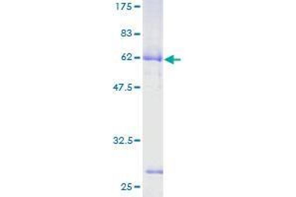 ASPHD2 Protein (AA 1-343) (GST tag)