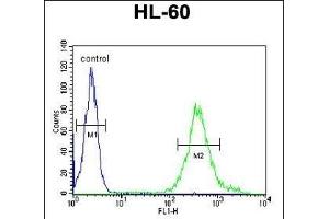 M11D1 Antibody (N-term) (ABIN653932 and ABIN2843164) flow cytometric analysis of HL-60 cells (right histogram) compared to a negative control cell (left histogram). (METTL17 antibody  (N-Term))