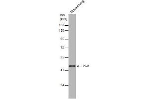 WB Image PGD antibody [N1N3] detects PGD protein by western blot analysis.