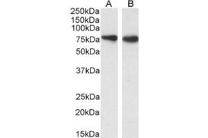ABIN5539615 (0. (SLC26A6 antibody  (Internal Region))