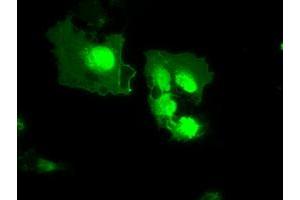 Anti-MX1 mouse monoclonal antibody (ABIN2452269) immunofluorescent staining of COS7 cells transiently transfected by pCMV6-ENTRY MX1 (RC207418). (MX1 antibody)