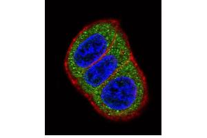 Confocal immunofluorescent analysis of HES1 Antibody (N-term T24) (ABIN390222 and ABIN2840700) with Hela cell followed by Alexa Fluor 488-conjugated goat anti-rabbit lgG (green). (HES1 antibody  (N-Term))