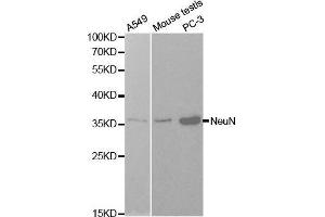Western blot analysis of extracts of various cell lines, using NeuN antibody. (NeuN antibody  (AA 1-220))