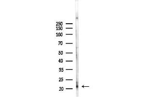 anti-ADP-Ribosylation Factor-Like 11 (ARL11) (Internal Region) antibody