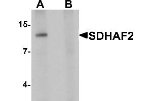 Western blot analysis of SDHAF2 in rat liver tissue lysate with SDHAF2 antibody at 1 µg/mL in (A) the absence and (B) the presence of blocking peptide.