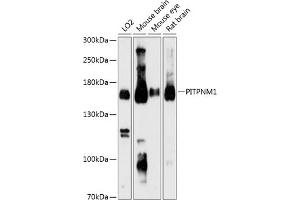 Western blot analysis of extracts of various cell lines, using PITPNM1 Antibody (ABIN6130586, ABIN6145690, ABIN6145691 and ABIN6216912) at 1:3000 dilution. (PITPNM1 antibody  (AA 110-190))
