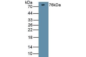 Detection of Recombinant DLG4, Mouse using Polyclonal Antibody to Discs, Large Homolog 4 (DLG4) (DLG4 antibody  (AA 1-393))