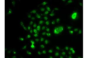 Immunofluorescence analysis of U2OS cells using NELFE antibody. (RDBP antibody)