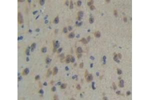 IHC-P analysis of Mouse Tissue, with DAB staining. (TLR3 antibody  (AA 533-705))