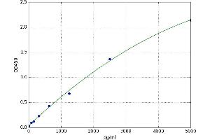 Wingless-Type MMTV Integration Site Family, Member 4 (WNT4) ELISA Kit