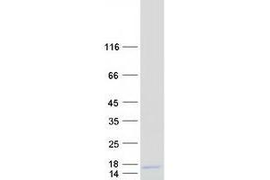 LYRM2 Protein (Myc-DYKDDDDK Tag)