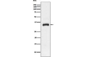 Western blot analysis of JAM1 expression in HeLa cell lysate. (Recombinant F11R antibody)