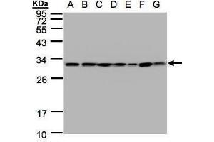 WB Image Sample(30 ug whole cell lysate) A: 293T B: A431 , C: H1299 D: HeLa S3 , E: Hep G2 , F: MOLT4 , G: Raji , 12% SDS PAGE antibody diluted at 1:1000 (14-3-3 theta antibody  (Center))