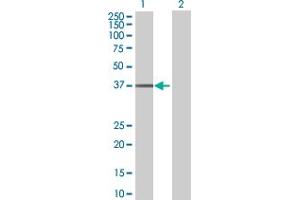 Western Blot analysis of UBE2Q2 expression in transfected 293T cell line by UBE2Q2 MaxPab polyclonal antibody.