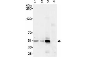 Whole cell lysate from 293T (1 mg/IP, 20% of IP loaded) cells. (BHLHE40 antibody  (C-Term))