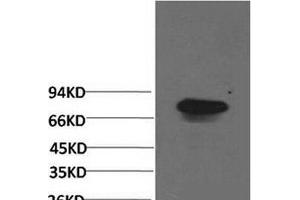 Western Blot analysis of Human serum using Transferrin Monoclonal Antibody at dilution of 1:2000. (Transferrin antibody)