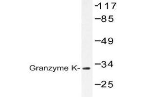 Western blot analysis of Granzyme K antibody in extracts from Jurkat cells.