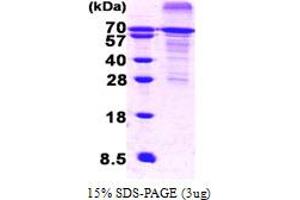 SDS-PAGE (SDS) image for Heat Shock Factor Protein 1 (HSF1) (AA 1-529) protein (His tag) (ABIN667707)