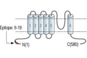 anti-Mucolipin 1 (MCOLN1) (AA 6-19), (Cytoplasmic Domain), (Intracellular) antibody