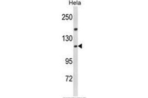 Western blot analysis of IPO11 Antibody (N-term) in Hela cell line lysates (35ug/lane). (Importin 11 antibody  (N-Term))
