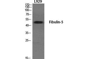 Western Blot (WB) analysis of specific cells using Fibulin-5 Polyclonal Antibody. (Fibulin 5 antibody  (Internal Region))