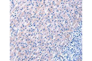 Immunohistochemistry (IHC) image for anti-Epidermal Growth Factor (EGF) antibody (ABIN1872450) (EGF antibody)