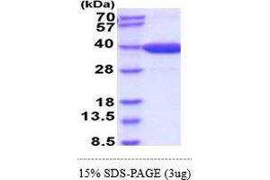 SDS-PAGE (SDS) image for Malate Dehydrogenase 2, NAD (Mitochondrial) (MDH2) (AA 25-338) (Active) protein (His tag) (ABIN6388154)