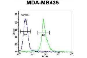 AKT1 Antibody (Thr308) flow cytometric analysis of MDA-MB435 cells (right histogram) compared to a negative control cell (left histogram). (AKT1 antibody  (AA 289-318))