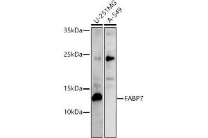 Western blot analysis of extracts of various cell lines, using F antibody (ABIN6129530, ABIN6140428, ABIN6140430 and ABIN6215290) at 1:500 dilution. (FABP7 antibody  (AA 1-132))